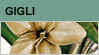 gigli